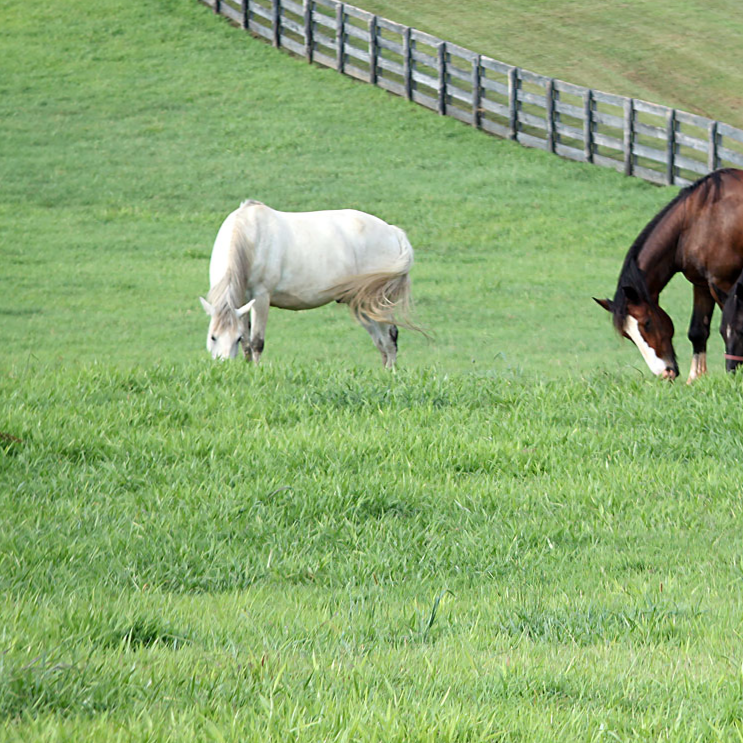 Horses in lush pasture Horses in lush pasture