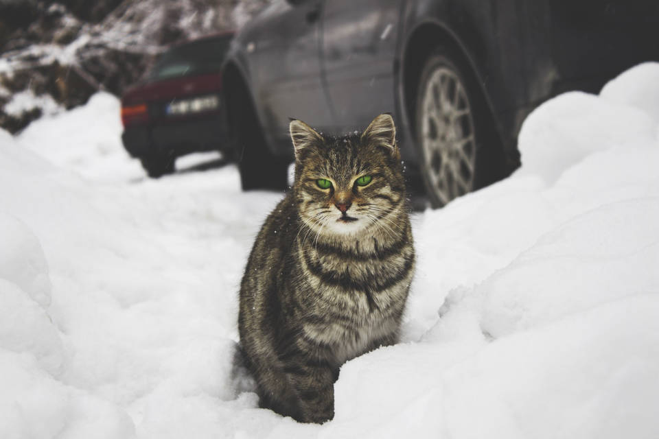 Cats may climb under hoods to keep warm from a car's engine. Cats may climb under hoods to keep warm from a car's engine.