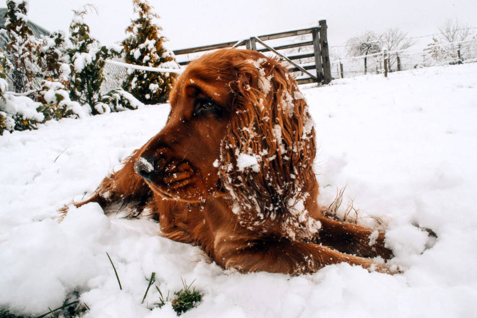 Cold Weather Tips for dog owners Cold Weather Tips for dog owners