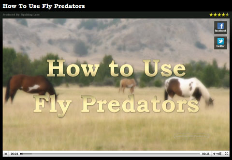 Watch this video about how fly predators work to reduce flies.