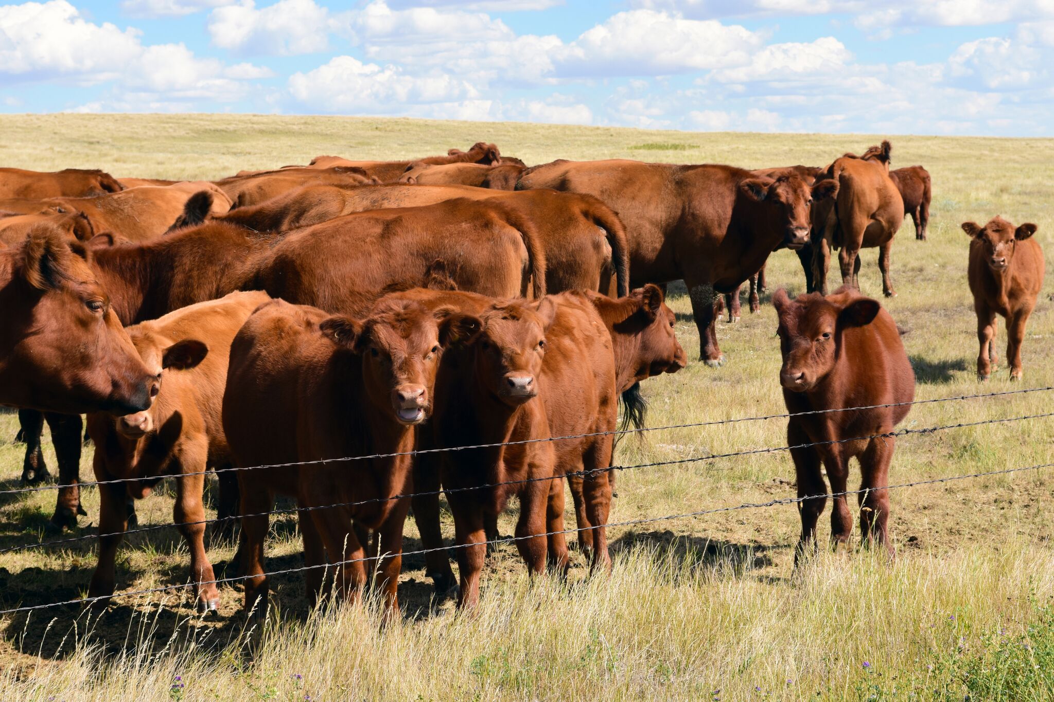 Baldwin Feed And Seed: Providing Essential Supplies For Agriculture And Wildlife