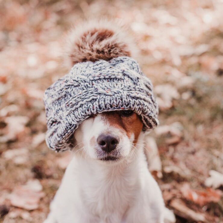 Pet dog bundled up in warm hat