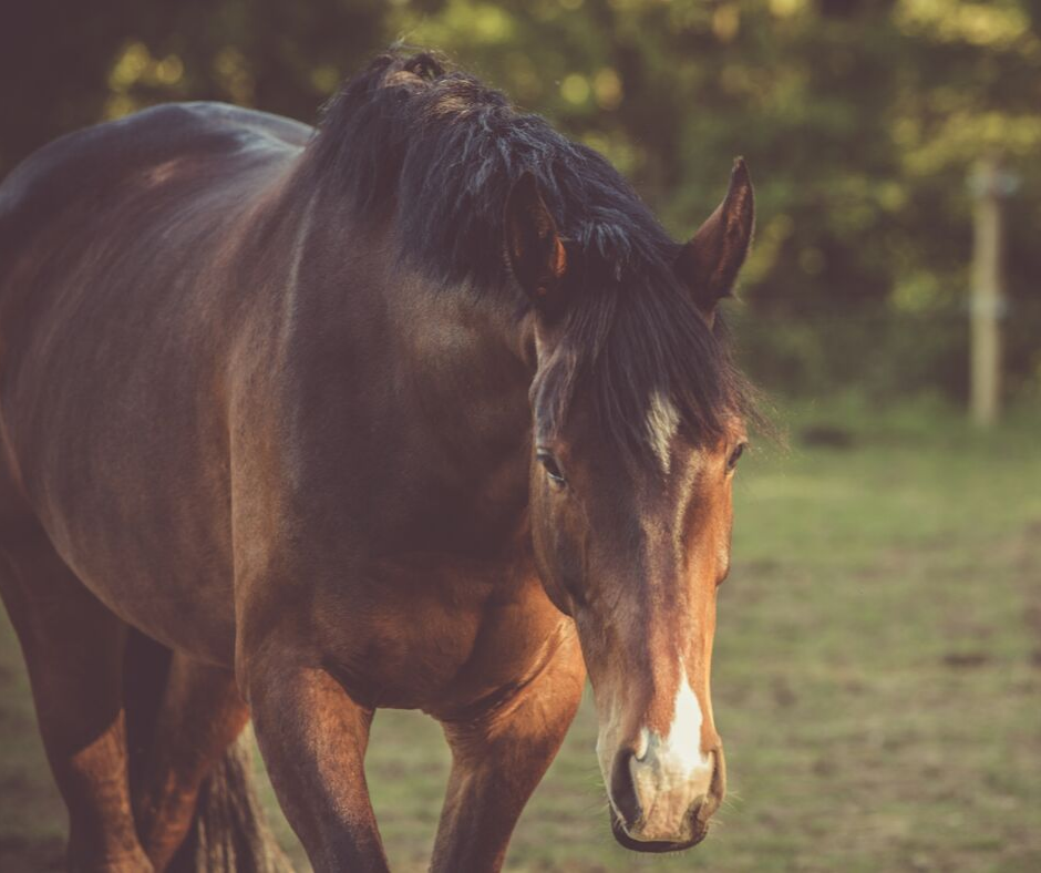 Dental Health For Senior Horses - North Fulton Feed & Seed