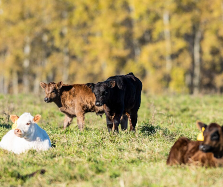 Tips for Weaning Calves