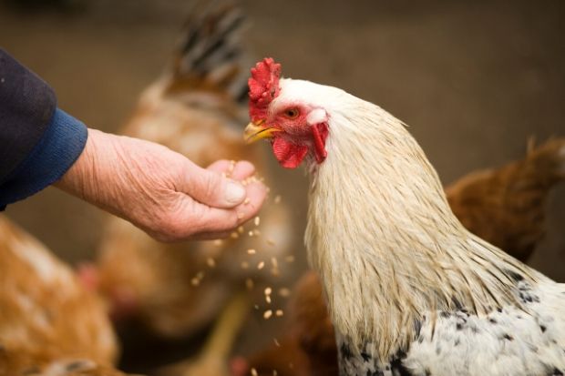 Feeding Chickens. Chicken eating grain from hand.