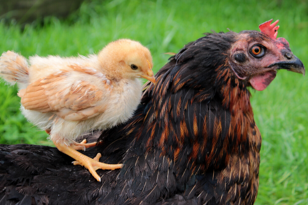 Six Milestones of Chicken Growth Stages :: North Fulton Feed & Seed