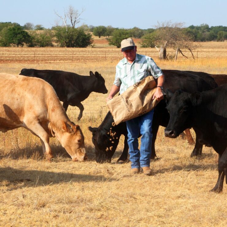 Man Feeding Cattle During Drought