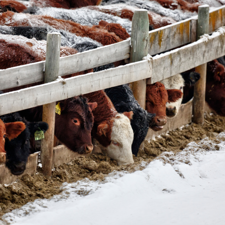 Cattle eating behind fence in winter