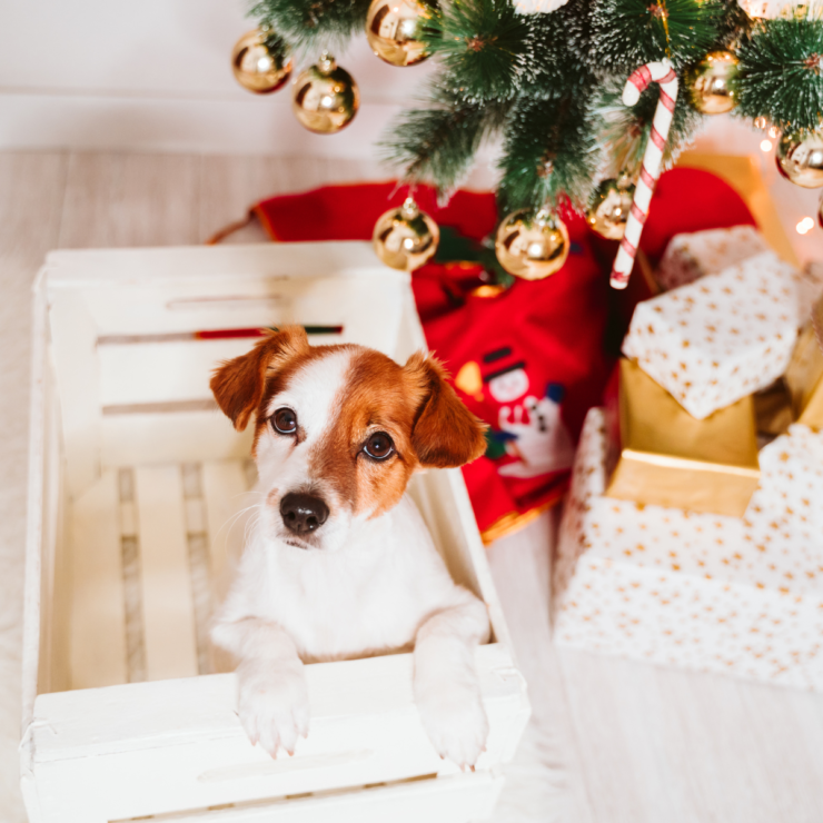 Dog in wooden crate by christmas tree