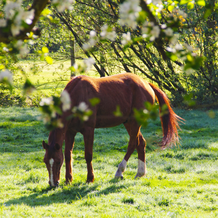 Deworming: Plan, Purge, Protect. Horse in Field, Deworming Horses