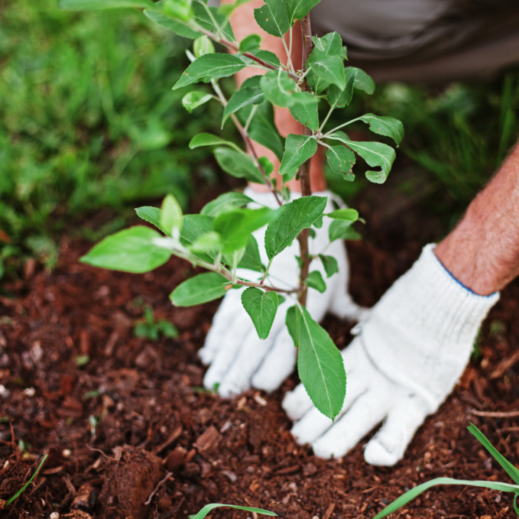 Summer Gardening