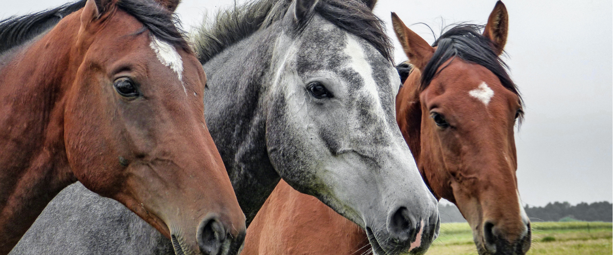 Triple Crown Horse Nutrition Seminar