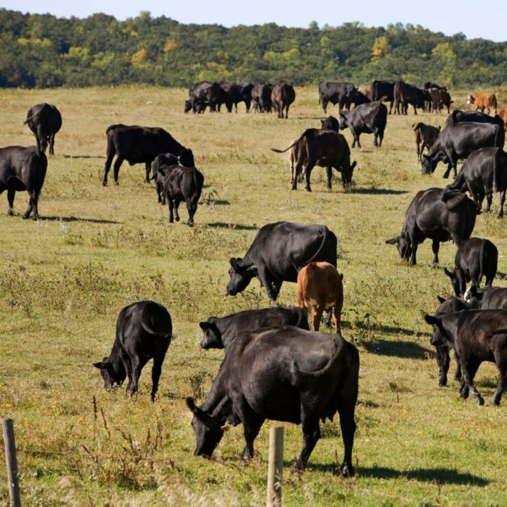 Cattle in Fall Pasture