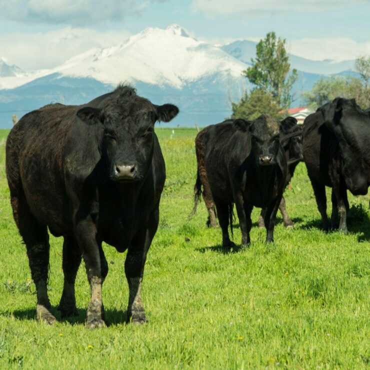 Cattle in green pasture