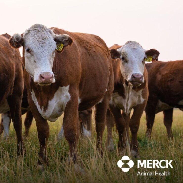 Cattle with Merck's deworming logo 